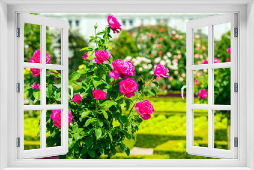 Fototapeta Naklejka Na Ścianę Okno 3D - Bush of beautiful roses in a garden