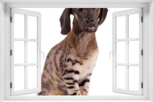 Fototapeta Naklejka Na Ścianę Okno 3D - Tierischer Mutant: Hund und Katze