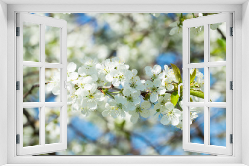 Fototapeta Naklejka Na Ścianę Okno 3D - Flowers of the cherry blossoms on a spring day