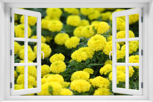 Fototapeta Naklejka Na Ścianę Okno 3D - marigold flower.