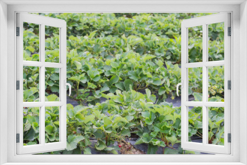 Fototapeta Naklejka Na Ścianę Okno 3D - strawberry farm