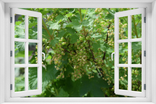 Fototapeta Naklejka Na Ścianę Okno 3D - Unripe red currant berries