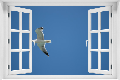 Fototapeta Naklejka Na Ścianę Okno 3D - fliegende Silbermoewe