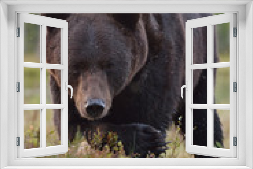 Fototapeta Naklejka Na Ścianę Okno 3D - Brown bear (Ursus arctos) close up. Portrait. Paw. Claws. Bog. Taiga.