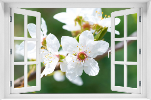 Fototapeta Naklejka Na Ścianę Okno 3D - Plum white flowers