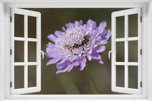 Fototapeta Naklejka Na Ścianę Okno 3D - Purple Scabiosa (Pincushion Flower)