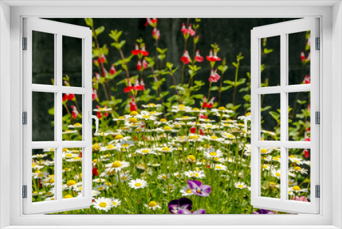 Fototapeta Naklejka Na Ścianę Okno 3D -  daisy flowers in japanese garden