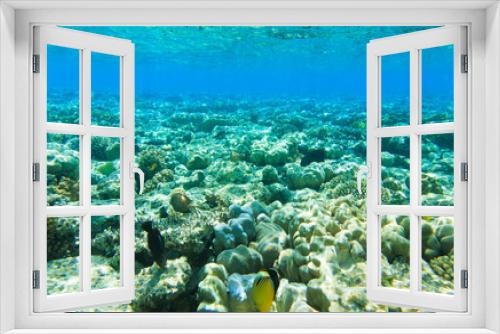 Fototapeta Naklejka Na Ścianę Okno 3D - Tranquil underwater
