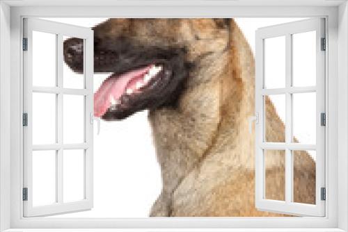 Fototapeta Naklejka Na Ścianę Okno 3D - Belgian shepherd dog Malinois