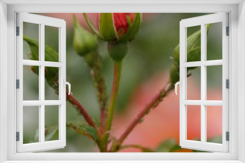 Fototapeta Naklejka Na Ścianę Okno 3D - red rose buds