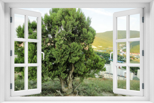 Fototapeta Naklejka Na Ścianę Okno 3D - Conifer lone tree on a hill