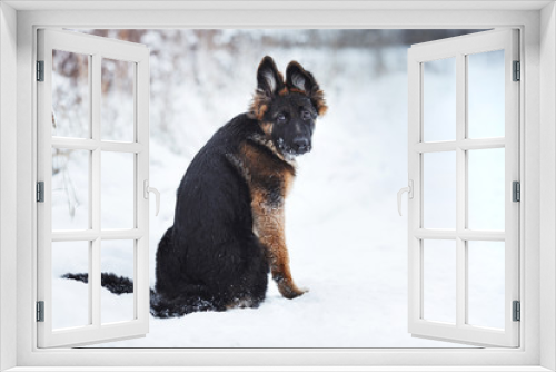 Fototapeta Naklejka Na Ścianę Okno 3D - puppy breed German Shepherd walking
