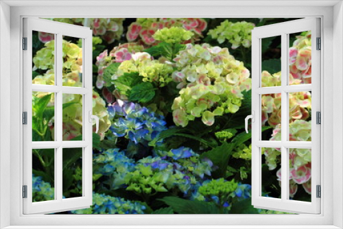 Fototapeta Naklejka Na Ścianę Okno 3D - hortensia flowers background