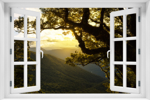 Fototapeta Naklejka Na Ścianę Okno 3D - beautiful beech trees at sunset