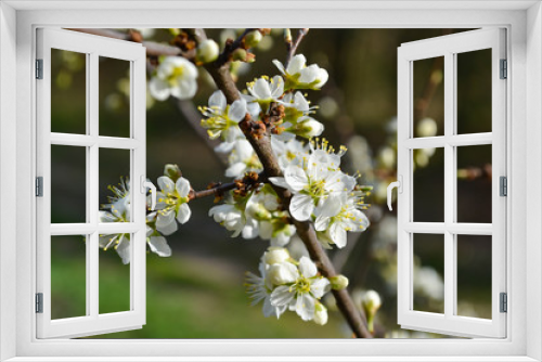 Fototapeta Naklejka Na Ścianę Okno 3D - Beautiful spring blossom of apple cherry tree with white flowers