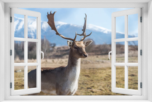 Fototapeta Naklejka Na Ścianę Okno 3D - deer dama male in nature, european wildlife animal or mammal in wild