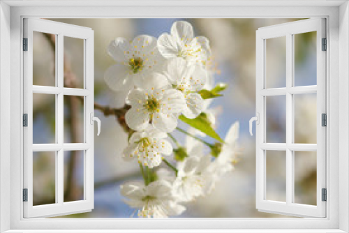 Fototapeta Naklejka Na Ścianę Okno 3D - white flowers blooming on branch