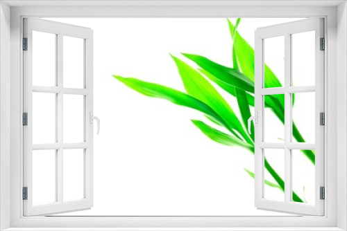 Fototapeta Naklejka Na Ścianę Okno 3D - Green sprout against the white background