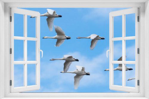 Fototapeta Naklejka Na Ścianę Okno 3D - 飛ぶ白鳥