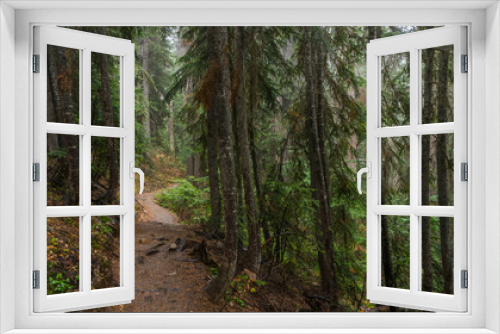 Fototapeta Naklejka Na Ścianę Okno 3D - A path in the thick spruce forest. BLUE LAKE TRAIL, Washington state