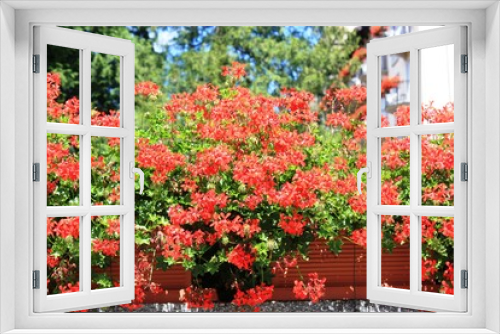 Fototapeta Naklejka Na Ścianę Okno 3D - Red geraniums in summer 