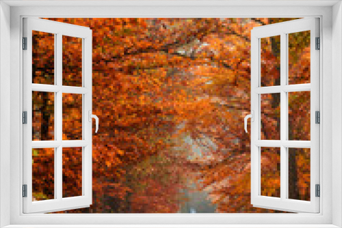 Fototapeta Naklejka Na Ścianę Okno 3D - autumn colors in the forest