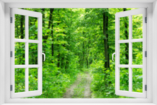 Fototapeta Naklejka Na Ścianę Okno 3D - beautiful green forest