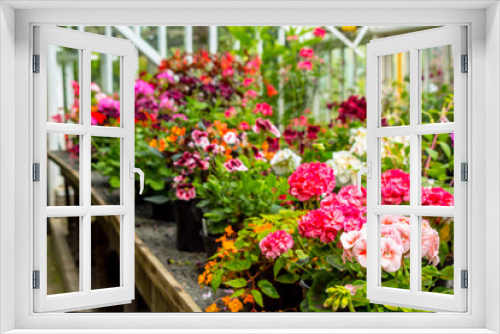 Fototapeta Naklejka Na Ścianę Okno 3D - Display of geranium flowers in the greenhouse, close up 