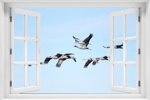 Fototapeta Naklejka Na Ścianę Okno 3D - Sandhill Cranes in Flight with Blue Sky Background, Whitewater Draw, Arizona, USA. Sharp focus on cranes in center frame