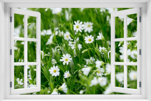 Fototapeta Naklejka Na Ścianę Okno 3D - White Spring Forest Flower Caryophillaceae Stellaria
