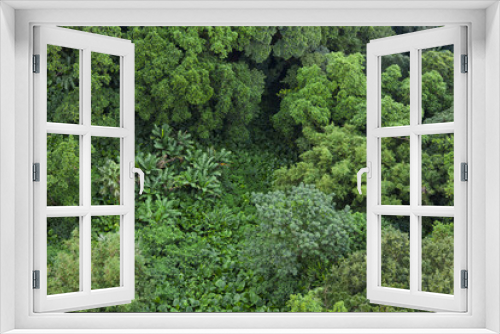 Fototapeta Naklejka Na Ścianę Okno 3D - Lush green tropical jungle