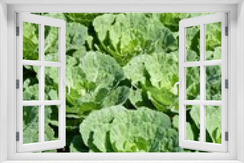 Fototapeta Naklejka Na Ścianę Okno 3D - green cauliflower plants in vegetable garden
