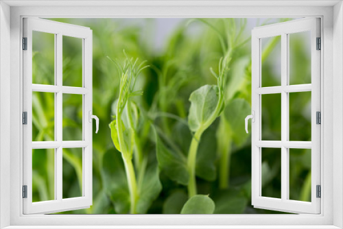 Fototapeta Naklejka Na Ścianę Okno 3D - Organic pea sprouts in white backround.