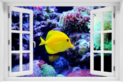 Fototapeta Naklejka Na Ścianę Okno 3D - Yellow Tang (Zebrasoma flavescens)