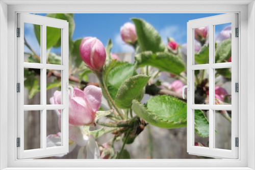 Fototapeta Naklejka Na Ścianę Okno 3D - Цветущая яблоня