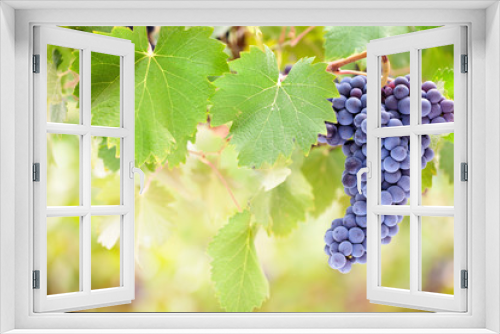 Fototapeta Naklejka Na Ścianę Okno 3D - Perfect bunch of wine grapes on vine