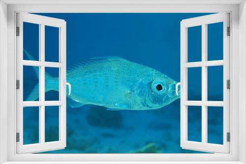 Fototapeta Naklejka Na Ścianę Okno 3D - Slender silver-biddy fish 