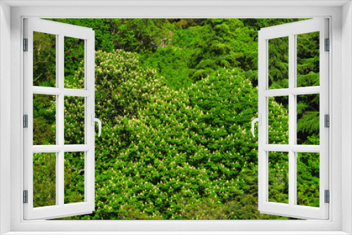 Fototapeta Naklejka Na Ścianę Okno 3D - Blooming chestnut trees