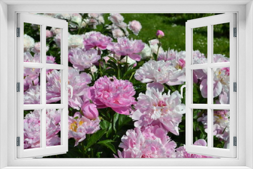 Fototapeta Naklejka Na Ścianę Okno 3D - Beautiful pink peony flowers 