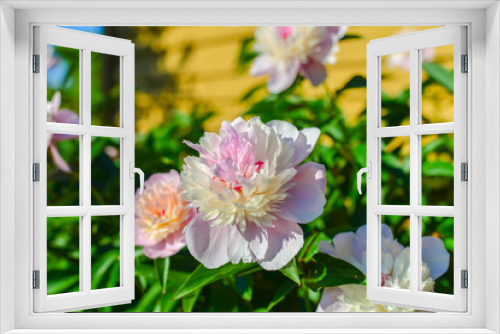 Fototapeta Naklejka Na Ścianę Okno 3D - Kwiaty piwonie