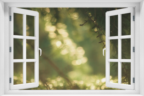 Fototapeta Naklejka Na Ścianę Okno 3D - defocused evergreen branch