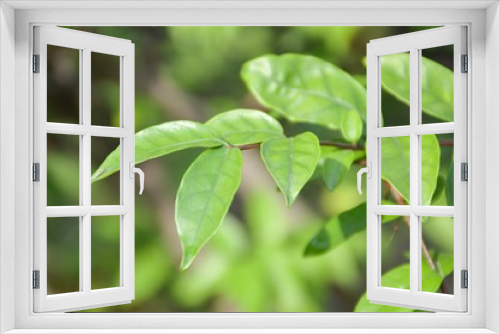 Fototapeta Naklejka Na Ścianę Okno 3D - fresh green Wrightia religiosa Benth leaves