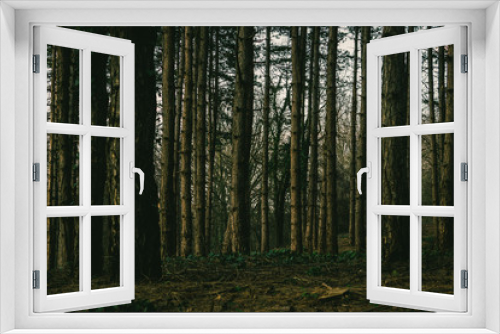 Fototapeta Naklejka Na Ścianę Okno 3D - Into The Woods