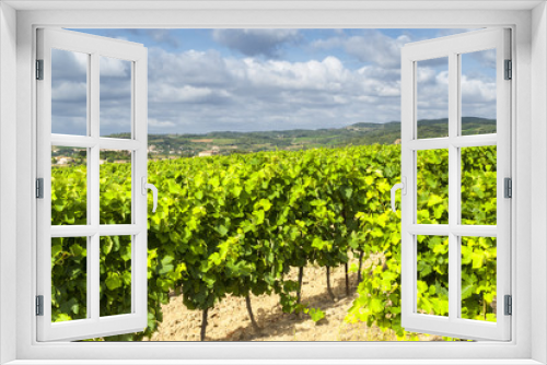 Fototapeta Naklejka Na Ścianę Okno 3D - Vineyard near Carcassonne (France)