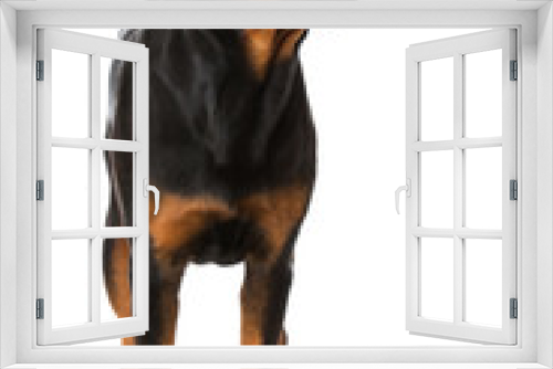 Fototapeta Naklejka Na Ścianę Okno 3D - Rottweiler