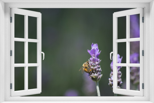 Fototapeta Naklejka Na Ścianę Okno 3D - Dos flores y una abeja.