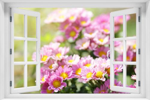 Fototapeta Naklejka Na Ścianę Okno 3D - Chrysanthemum flowers
