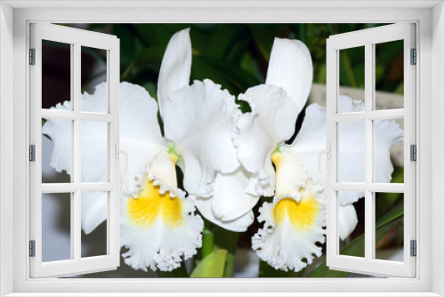 Fototapeta Naklejka Na Ścianę Okno 3D - Cattleya 'Spring Cloud' hybrid orchid