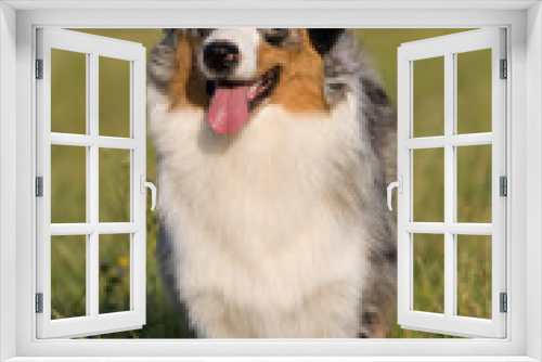 Fototapeta Naklejka Na Ścianę Okno 3D - Portrait of standing australian shepherd