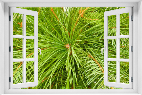 Fototapeta Naklejka Na Ścianę Okno 3D - Image of fir branches closeup